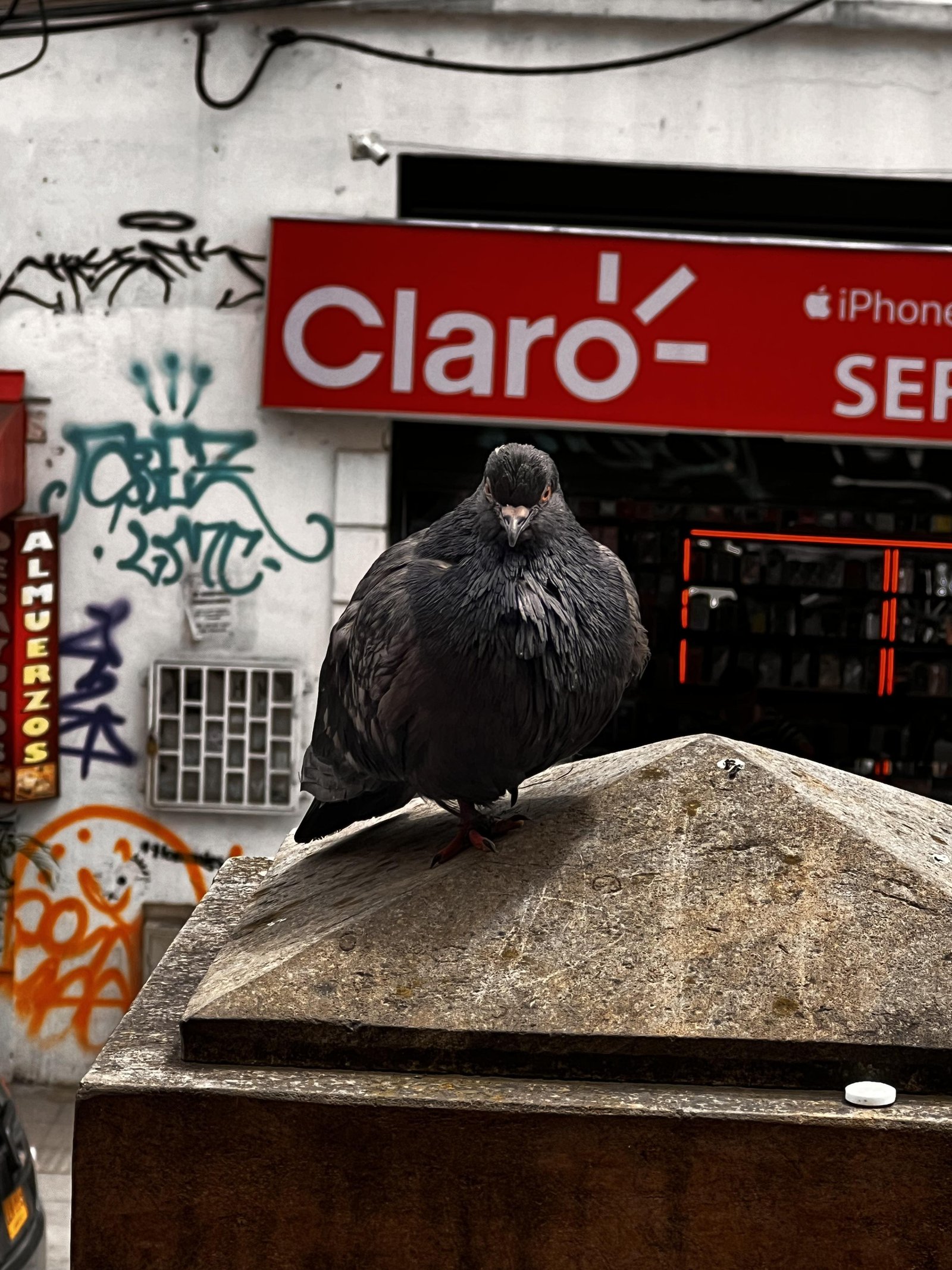 Aves de Bogotá - Toma Principal